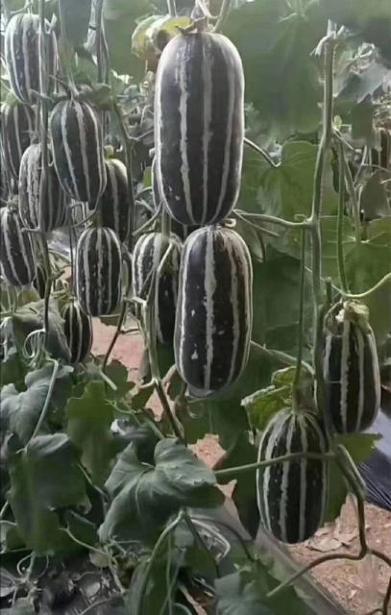 久红瑞香瓜大量上市中。