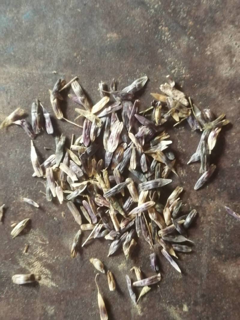 种剩下的中药材板蓝根种子