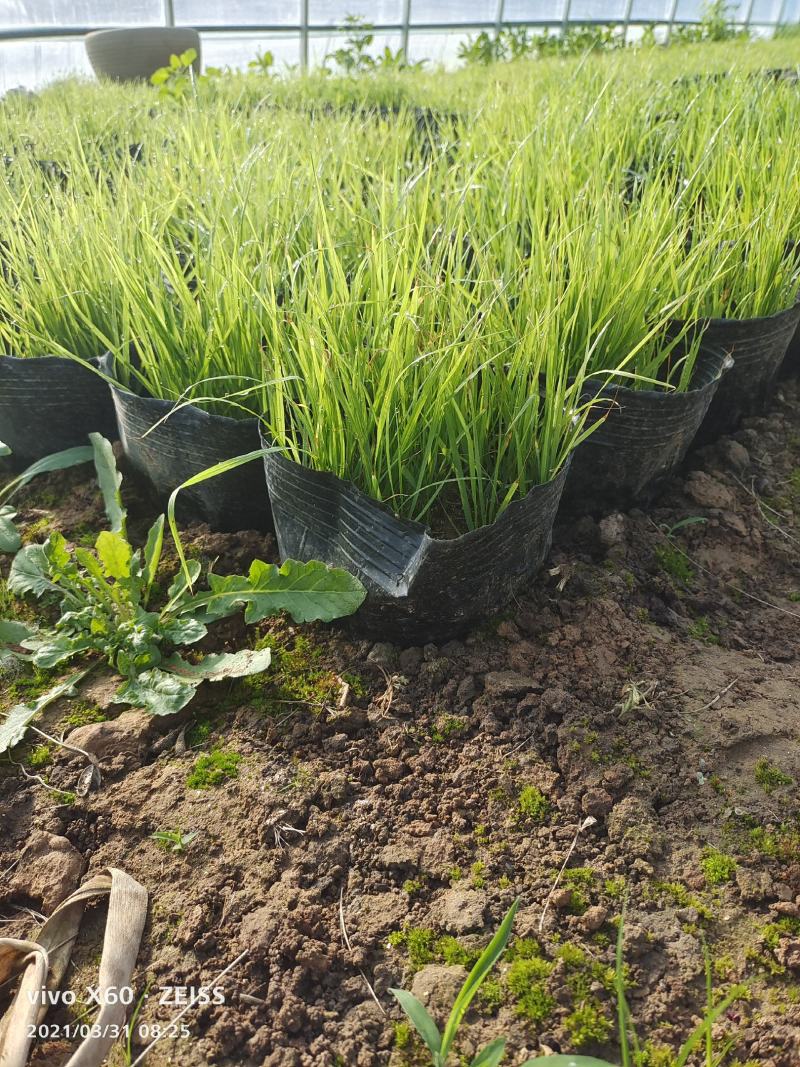 狼尾草，狼尾草基地固堤防沙护坡观赏狼尾草，多年生