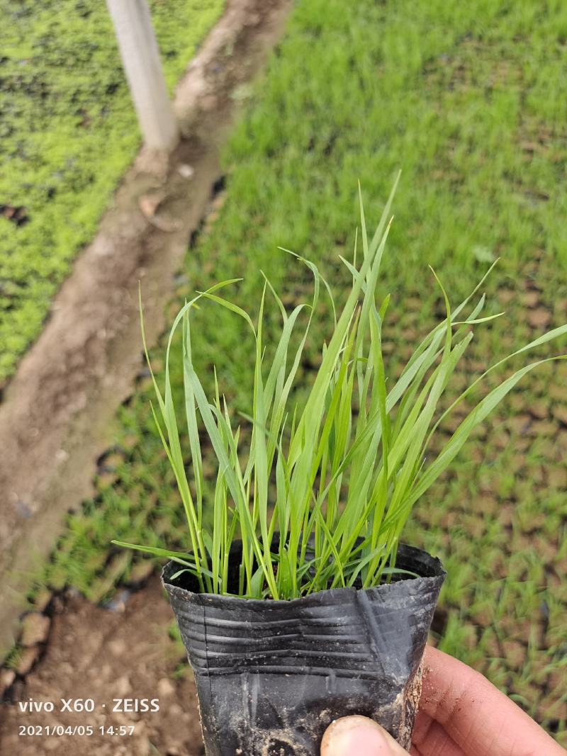 狼尾草，狼尾草基地固堤防沙护坡观赏狼尾草，多年生