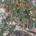 枇杷树地径5公分价格胸径8公分价格米径10公分价格