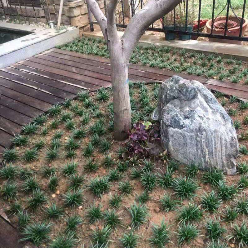 中细叶麦冬草沿阶草四季常青麦冬种苗玉龙草坪批发