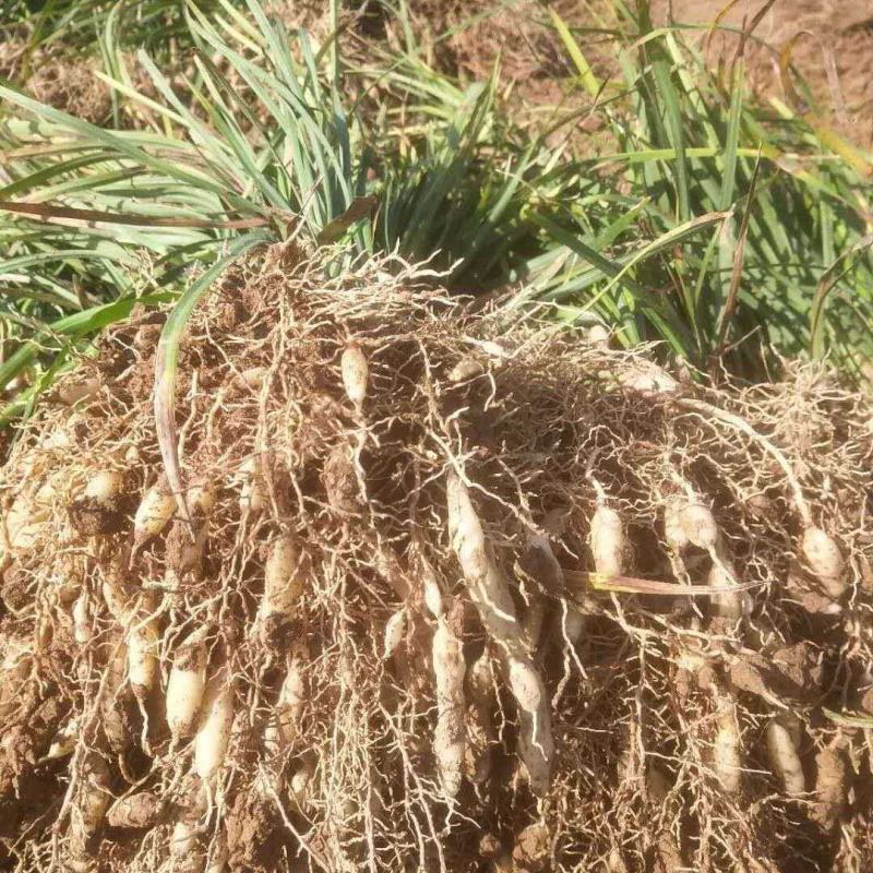 中细叶麦冬草沿阶草四季常青麦冬种苗玉龙草坪批发