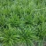 中细叶麦冬草沿阶草四季常青麦冬种苗玉龙草坪批发