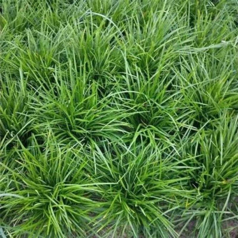 中细叶麦冬草沿阶草四季常青麦冬种苗玉龙草坪批发