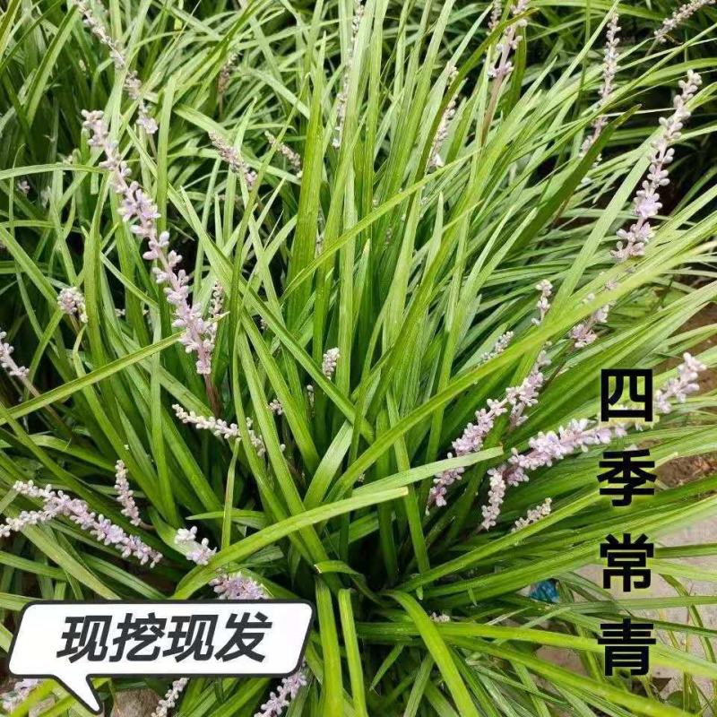 中细叶麦冬草沿阶草四季常青麦冬种苗玉龙草坪批发