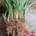 中细叶麦冬草沿阶草四季常青麦冬种苗玉龙草坪批发