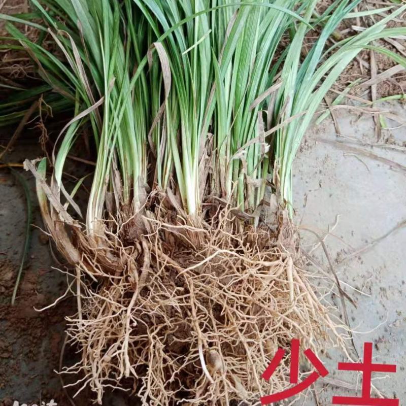 中细叶麦冬草沿阶草四季常青麦冬种苗玉龙草坪批发