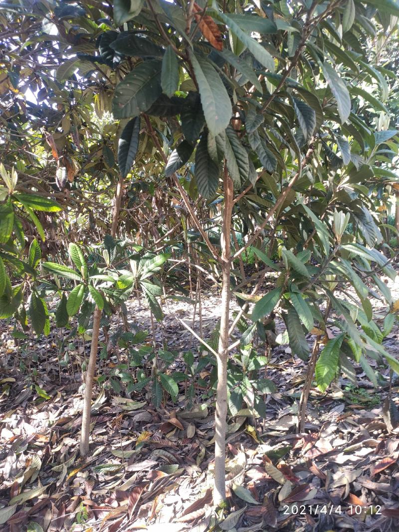 枇杷树江苏，4公分批发价格5公分8公分10公分枇杷树