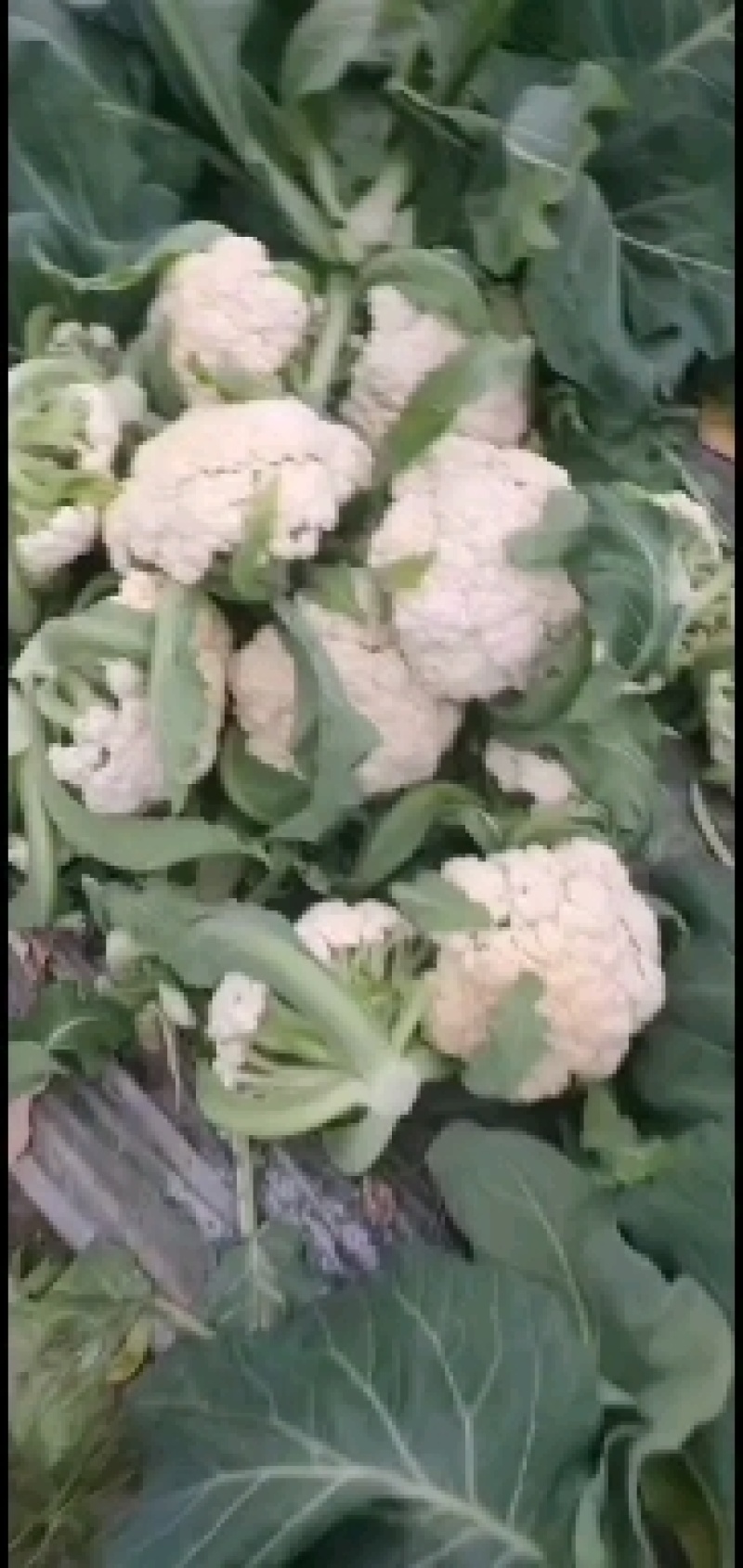 急售江苏有机花菜，散花菜！质量保证！价格便宜！