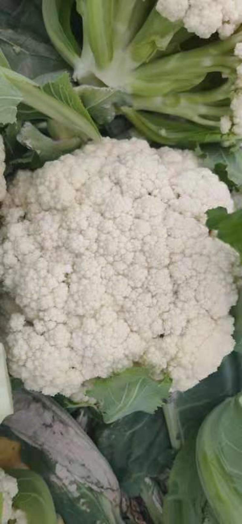 急售江苏有机花菜，散花菜！质量保证！价格便宜！