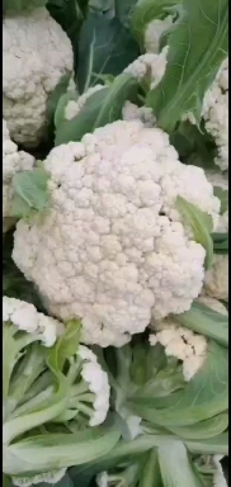 急售江苏有机花菜，散花菜！质量保证！价格便宜！