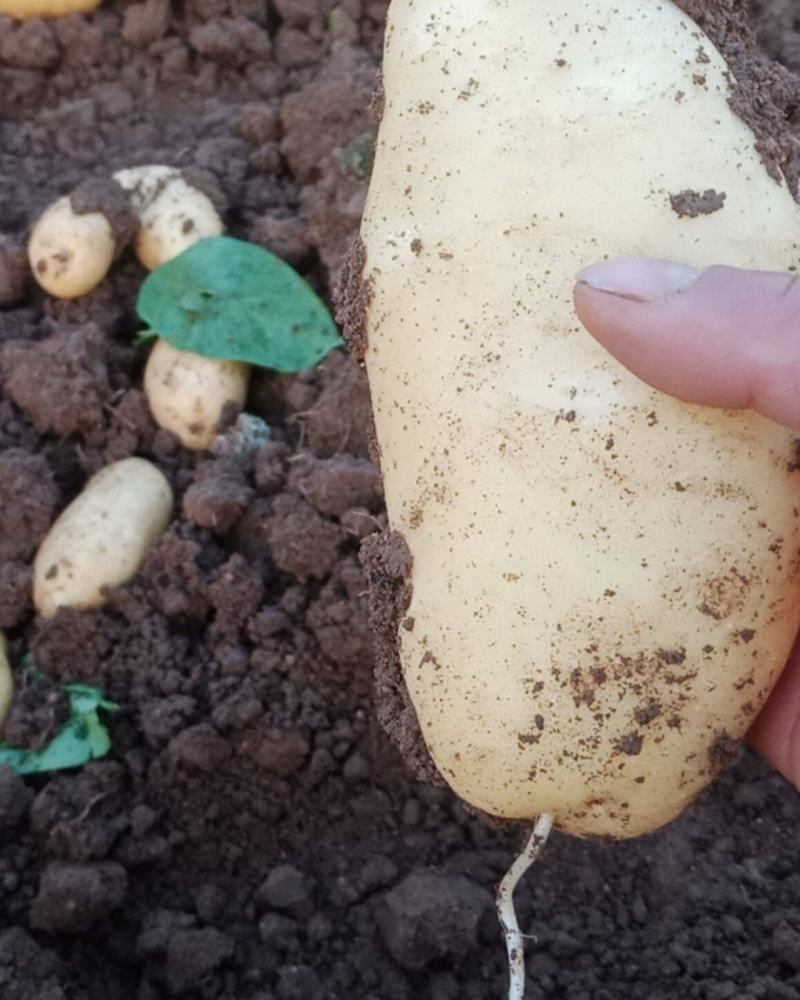 精品黄心土豆大量走货中