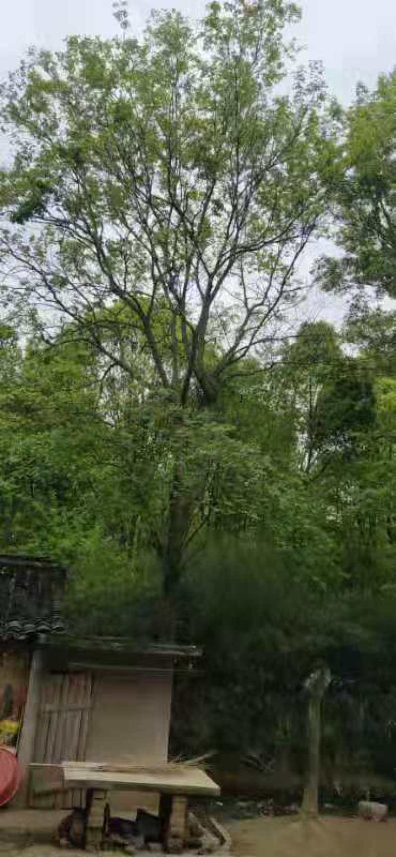 朴树，20-60公分的单杠朴树，工程苗及苗圃精品长期供应