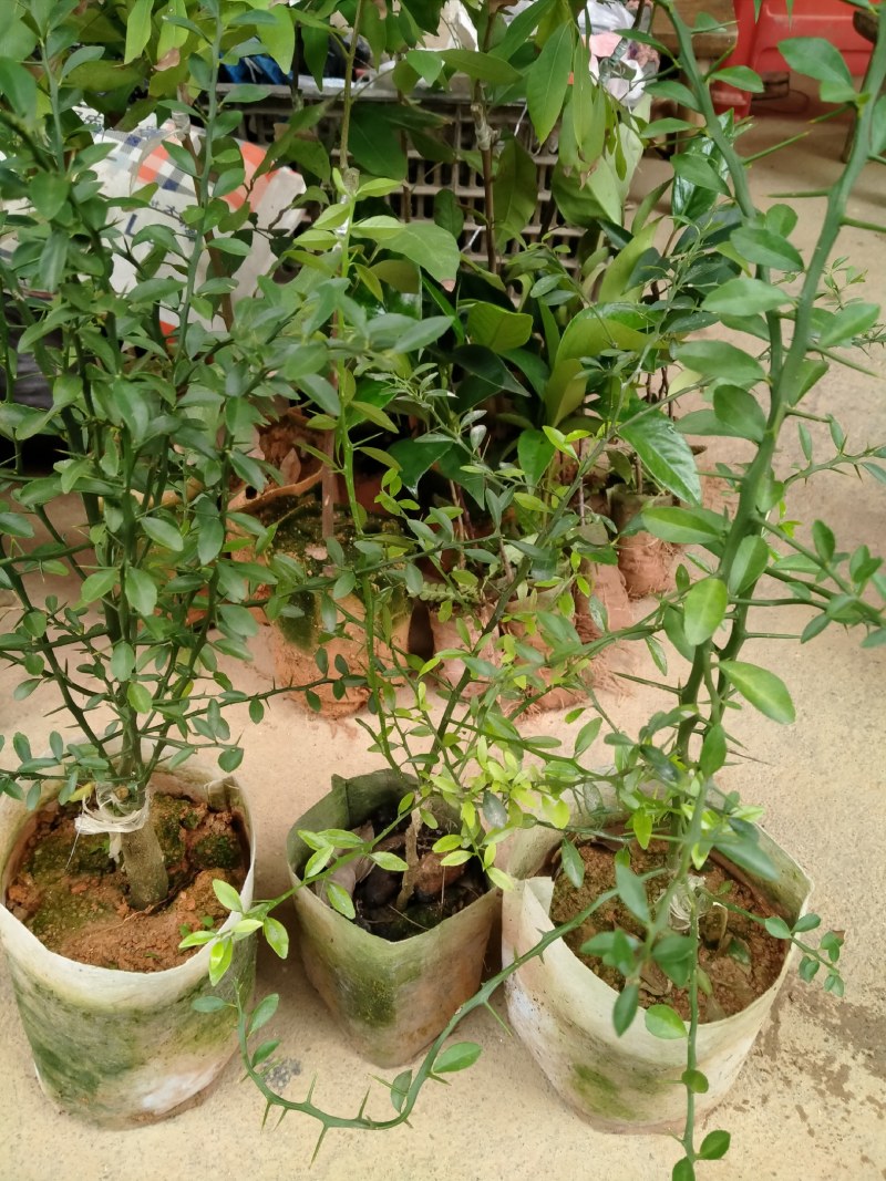 手指柠檬苗：生命力强，结果多，果实价值高。
