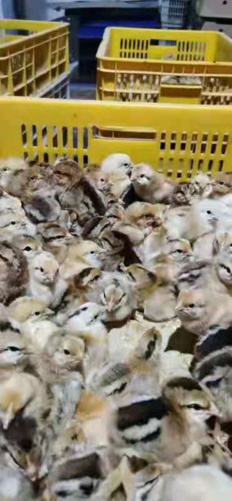 优选K901鸡苗K9麻黄鸡882农科院品种质量优全国发货