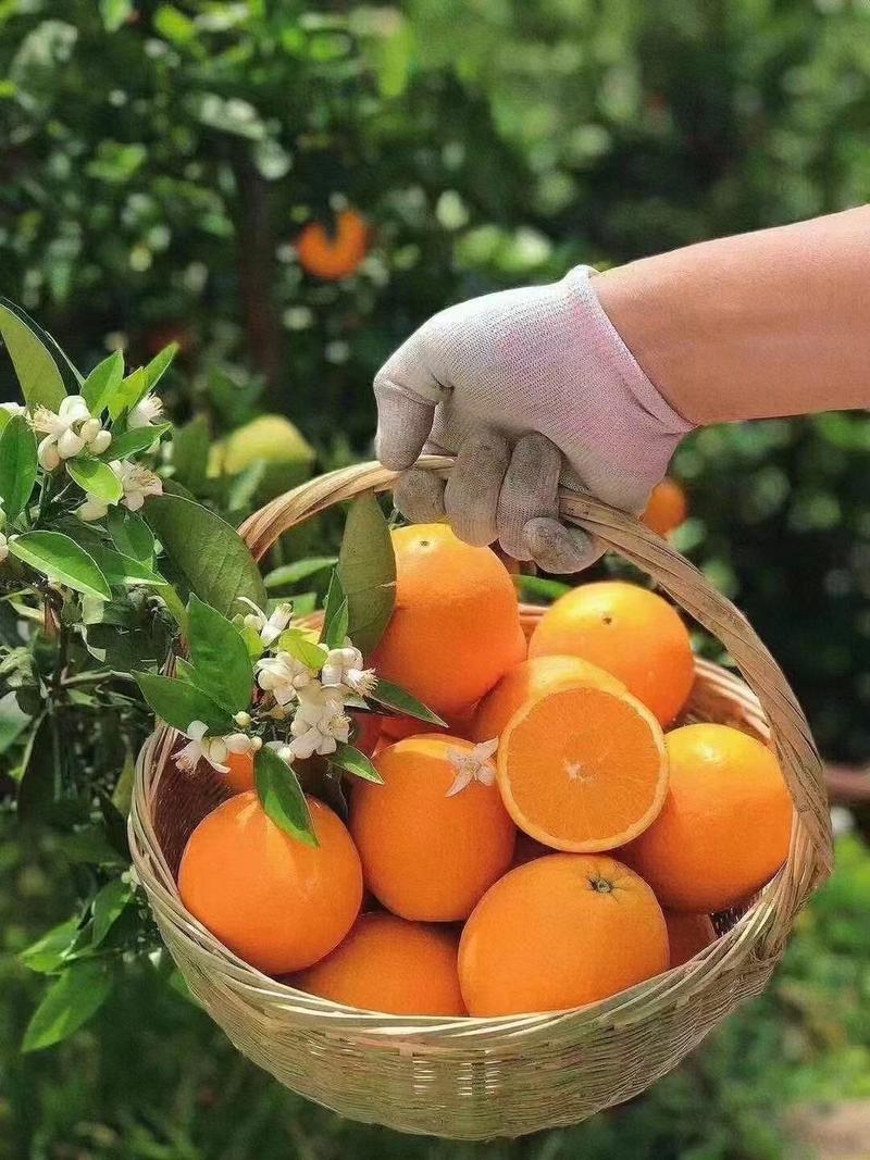 正宗秭归伦晚橙子一件代发5/10斤包邮电商供货质量保证