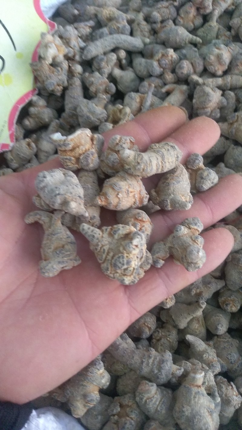 足头三七(打精细粉)自产自消