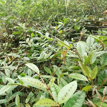 两面针双面刺入地金牛下山虎山椒两面针药材苗