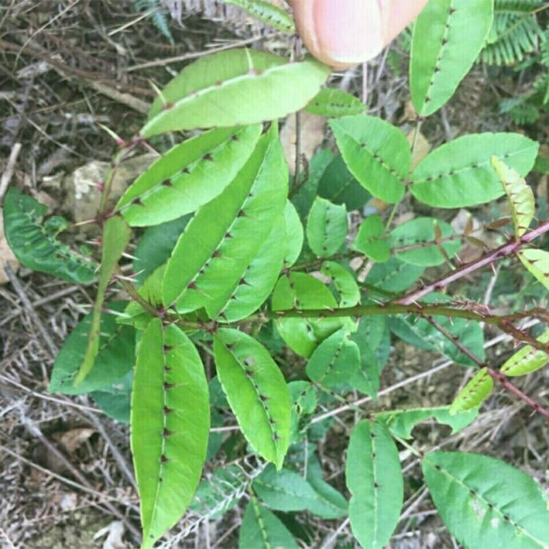 两面针双面刺入地金牛下山虎山椒两面针药材苗