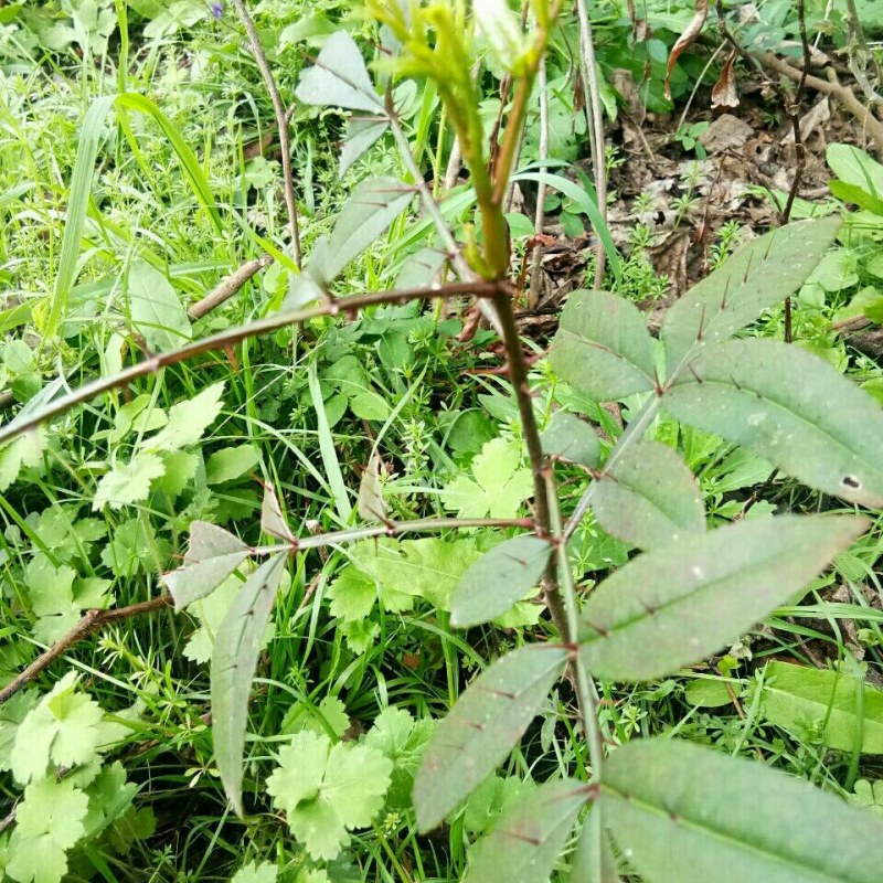 两面针双面刺入地金牛下山虎山椒两面针药材苗