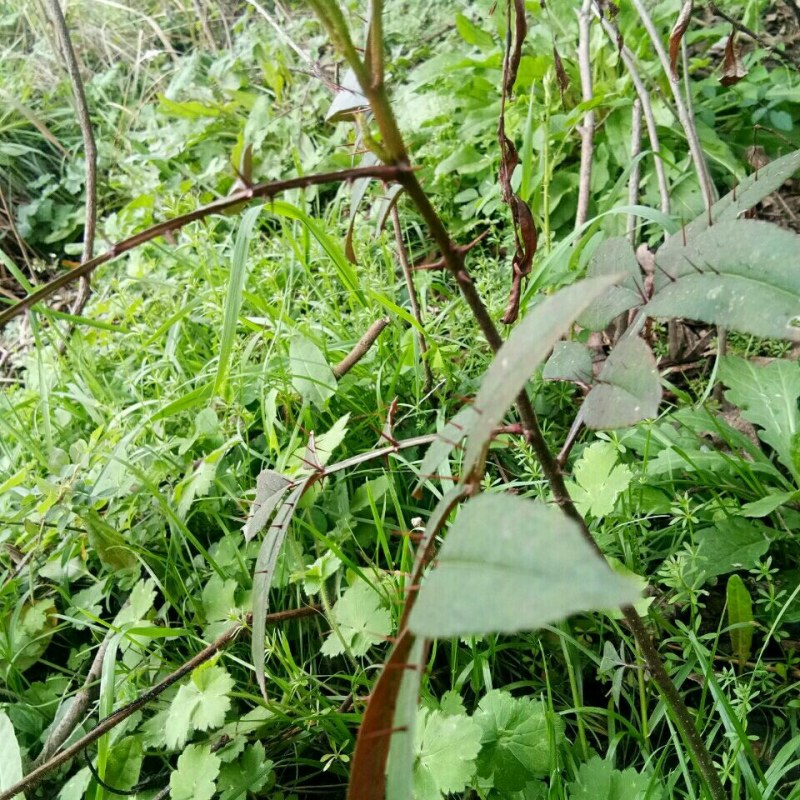 两面针双面刺入地金牛下山虎山椒两面针药材苗