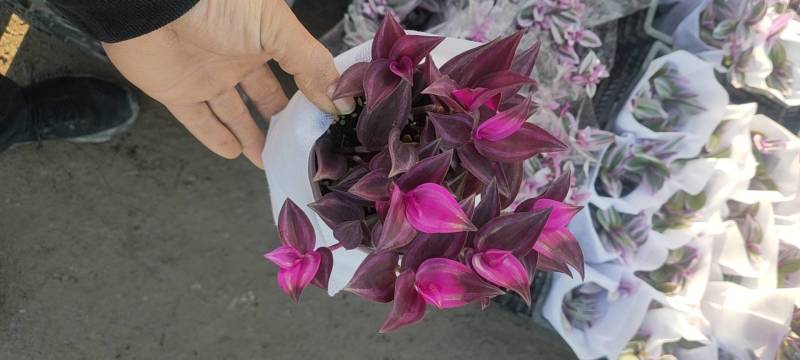 红颜吊兰，小白盆，新品出售