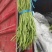 『精品』长豆角，70厘米以上可以视频看货，大量现货供应