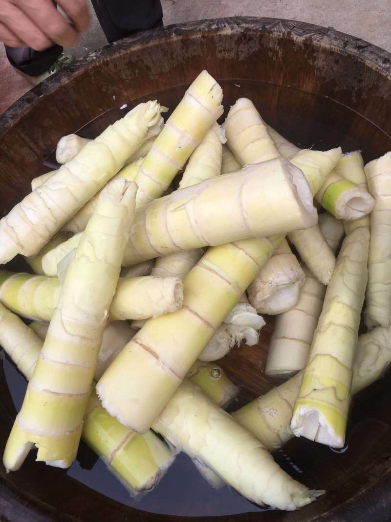 大自然野生超大特嫩苦笋