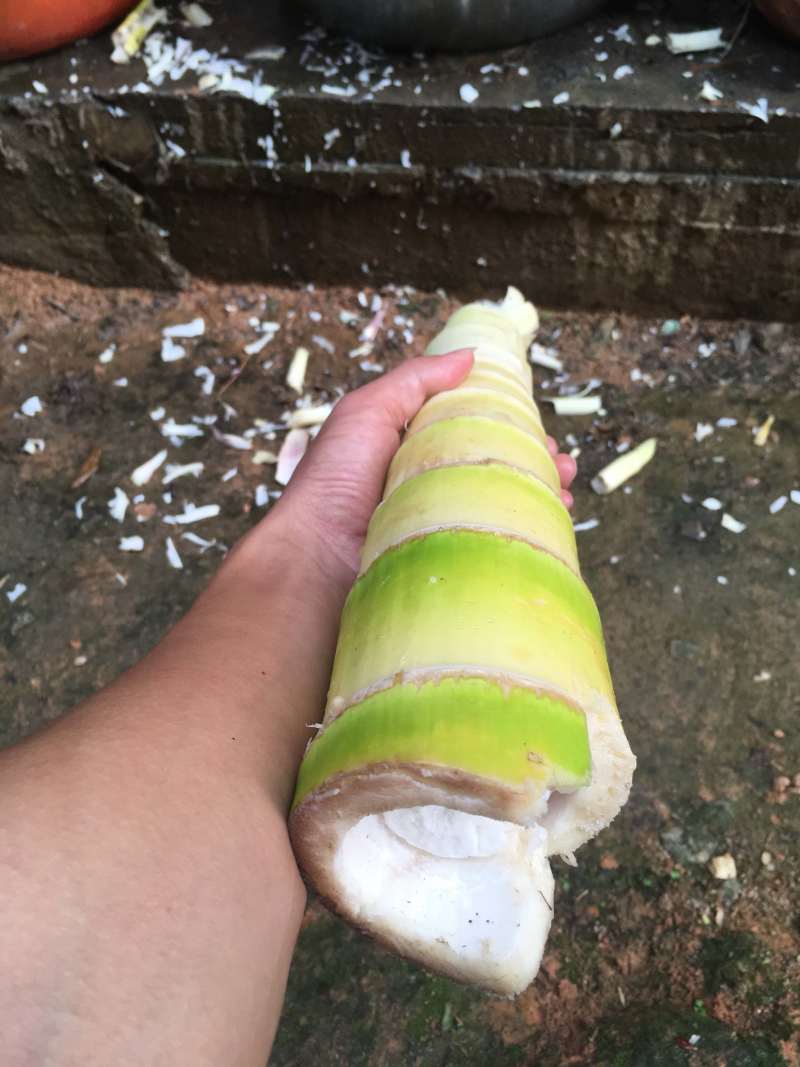 大自然野生超大特嫩苦笋