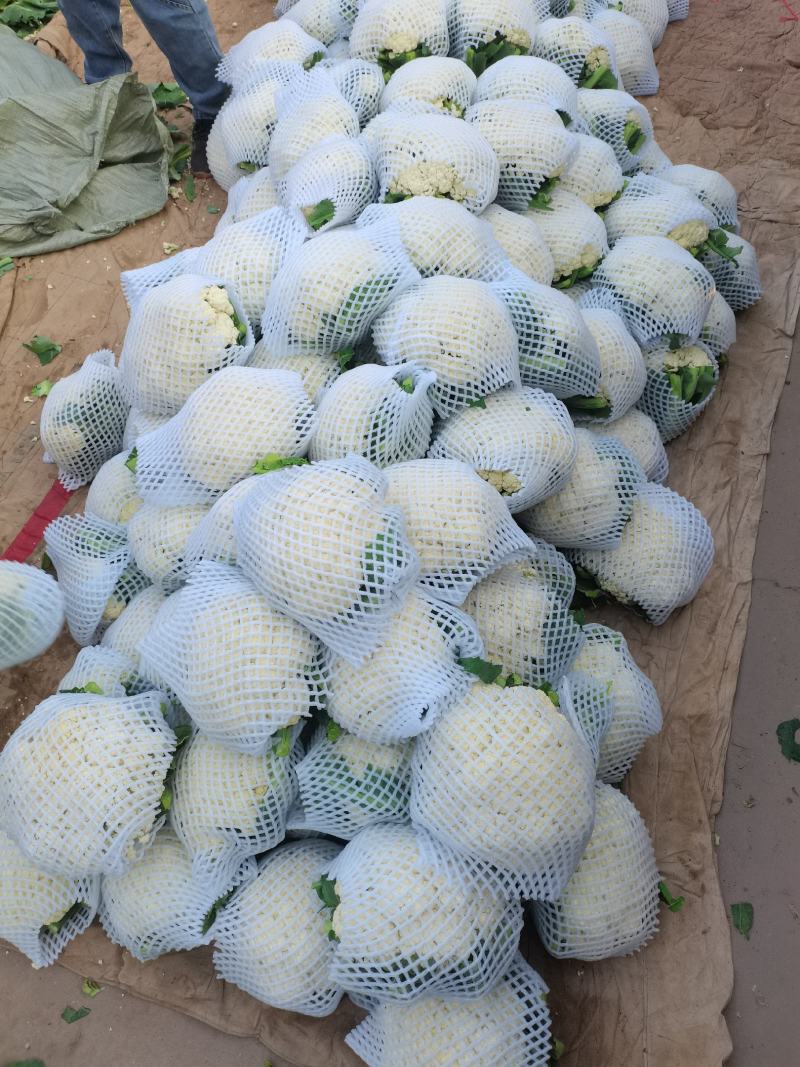 菜花上市，欢迎客户前来视察、咨询合作采购。