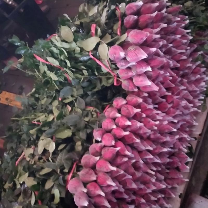 广州慧卉花艺园专业批发批发各种品种颜色的玫瑰花切花玫瑰