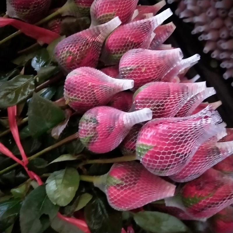 广州慧卉花艺园专业批发批发各种品种颜色的玫瑰花切花玫瑰