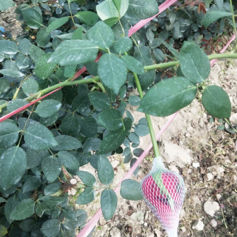 广州慧卉花艺园专业批发批发各种品种颜色的玫瑰花切花玫瑰