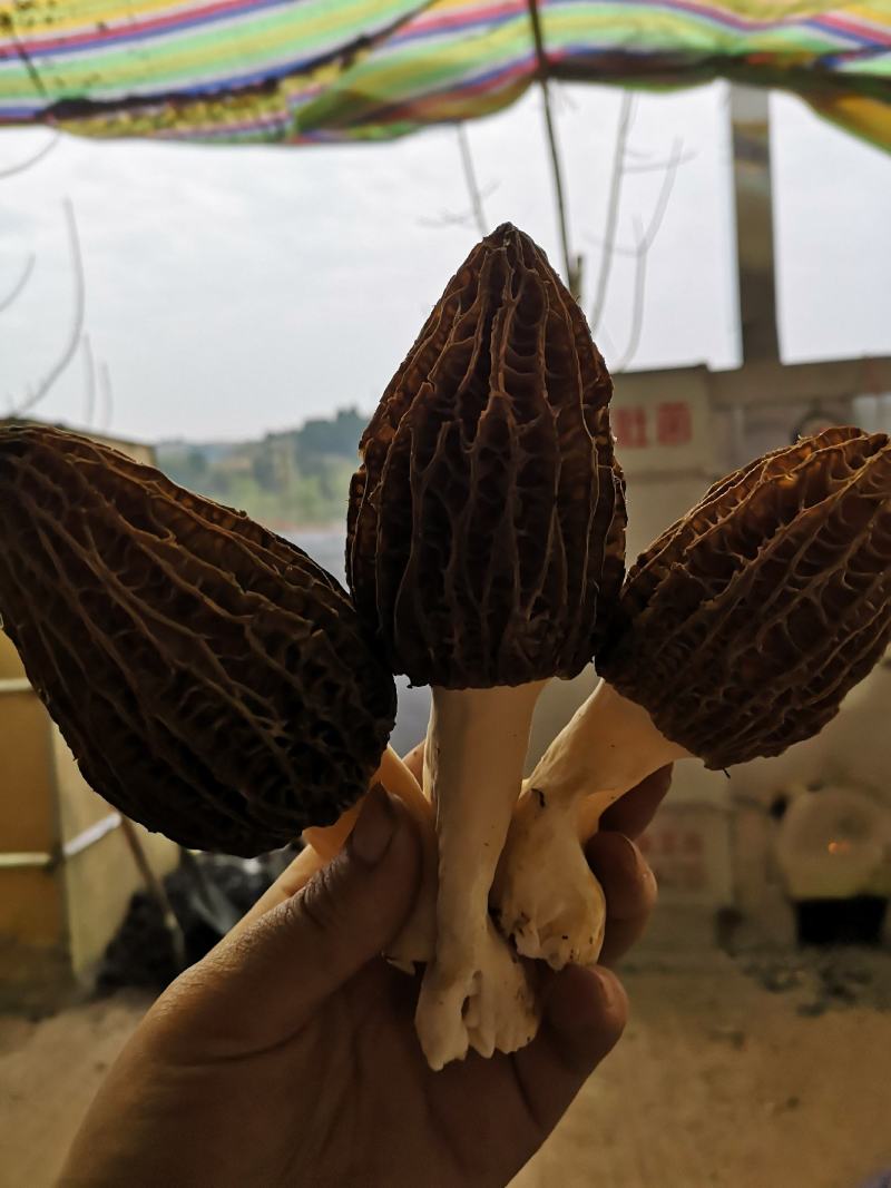 杨妹妹干货上市各种规格