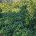 四川姜型甜多花黄精/种茎