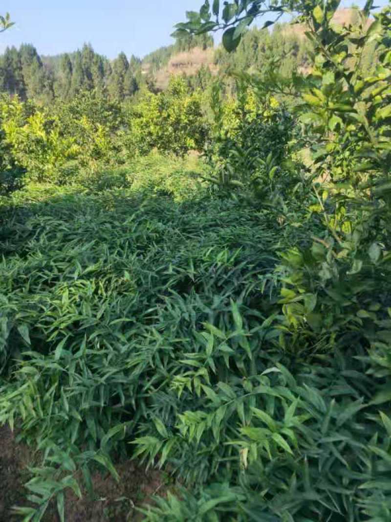 四川姜型甜多花黄精/种茎