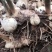 四川姜型甜多花黄精/种茎