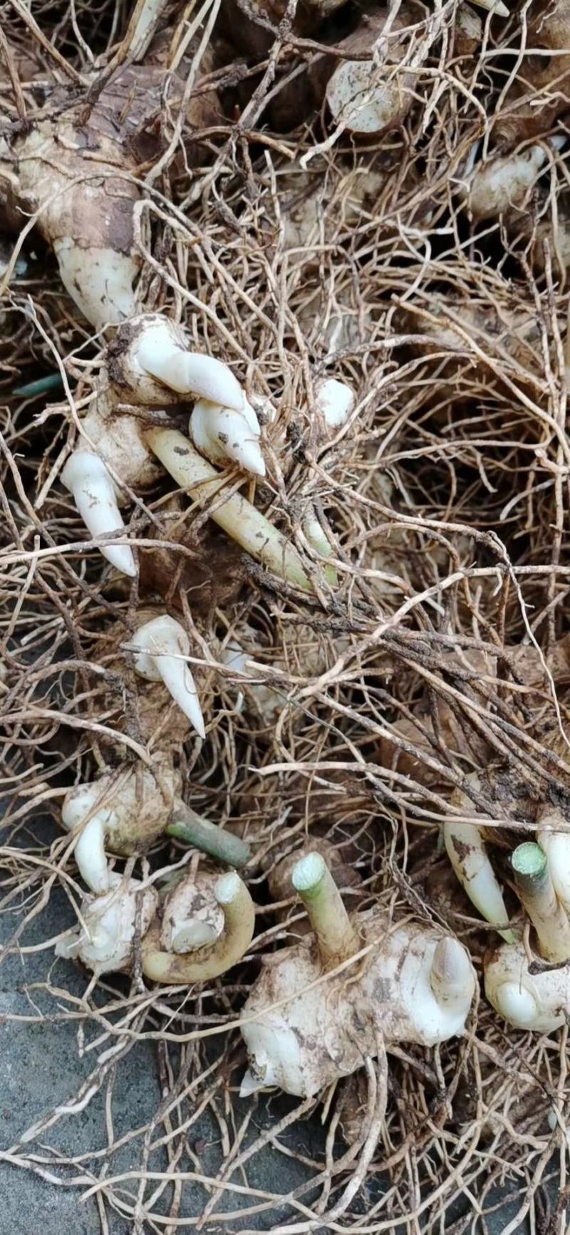四川姜型甜多花黄精/种茎