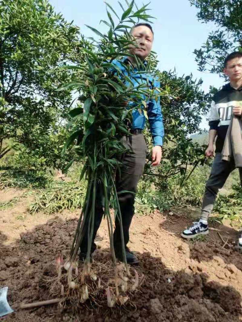 四川姜型甜多花黄精/种茎