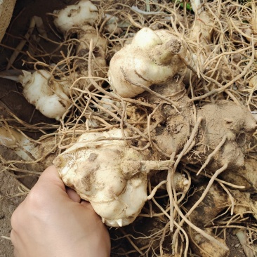 四川姜型甜多花黄精/种茎