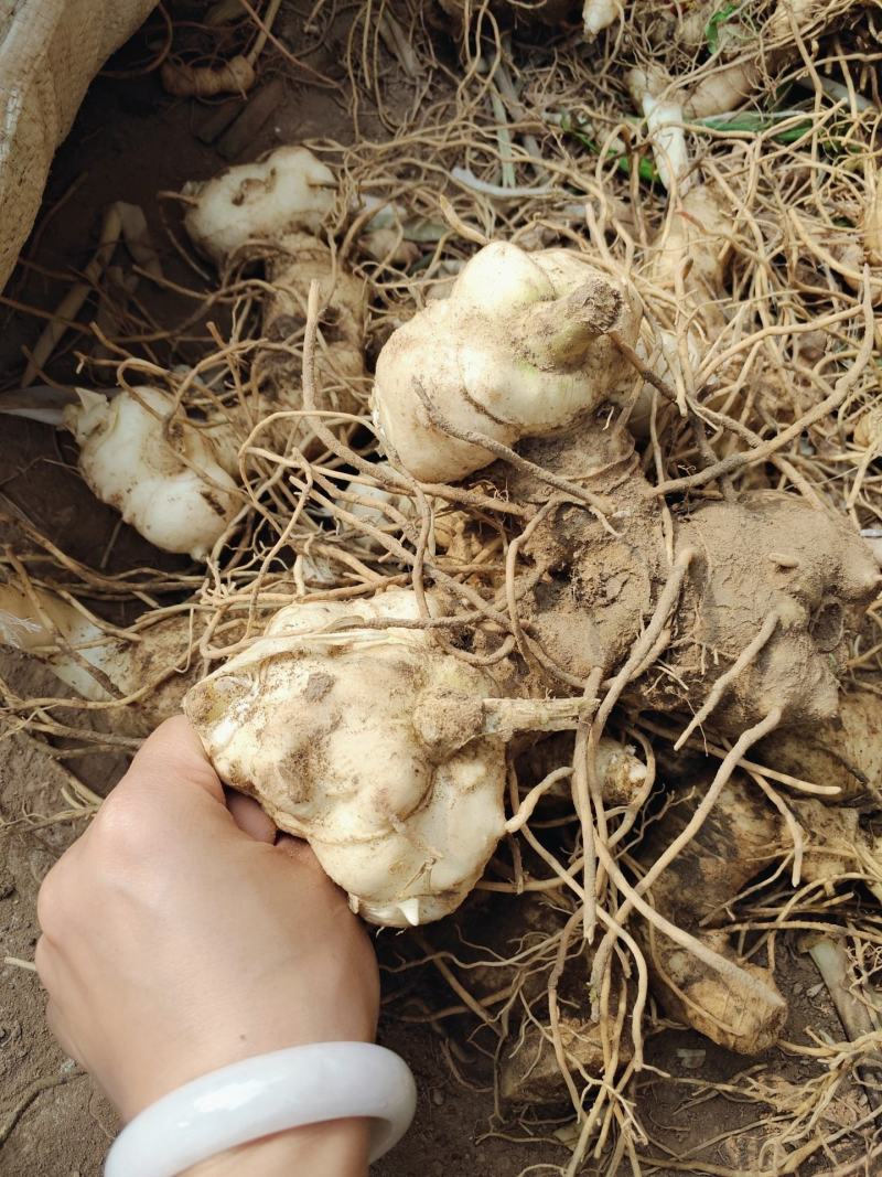 四川姜型甜多花黄精/种茎