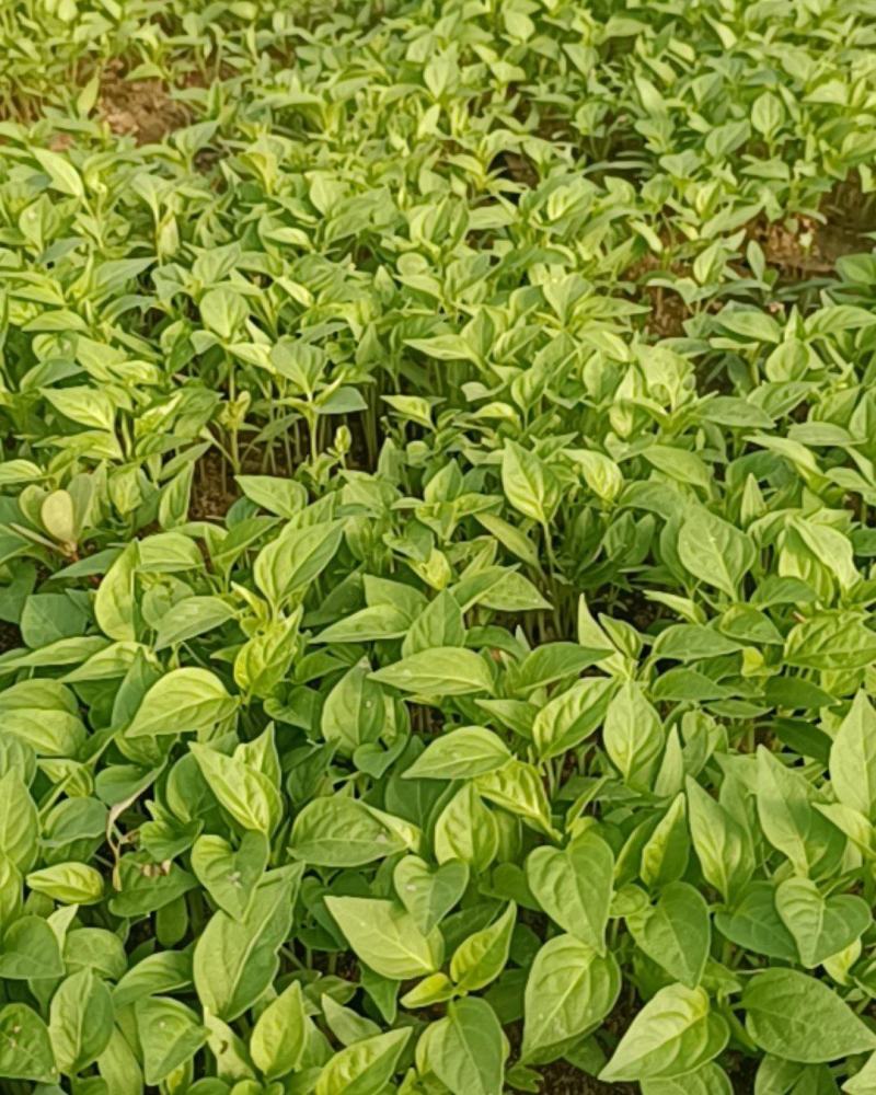 山东椒朵红杂交辣椒苗果大高产抗病分枝多茎杆粗壮
