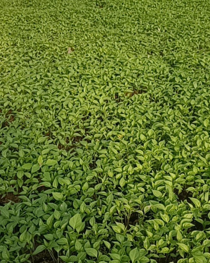 山东椒朵红杂交辣椒苗果大高产抗病分枝多茎杆粗壮