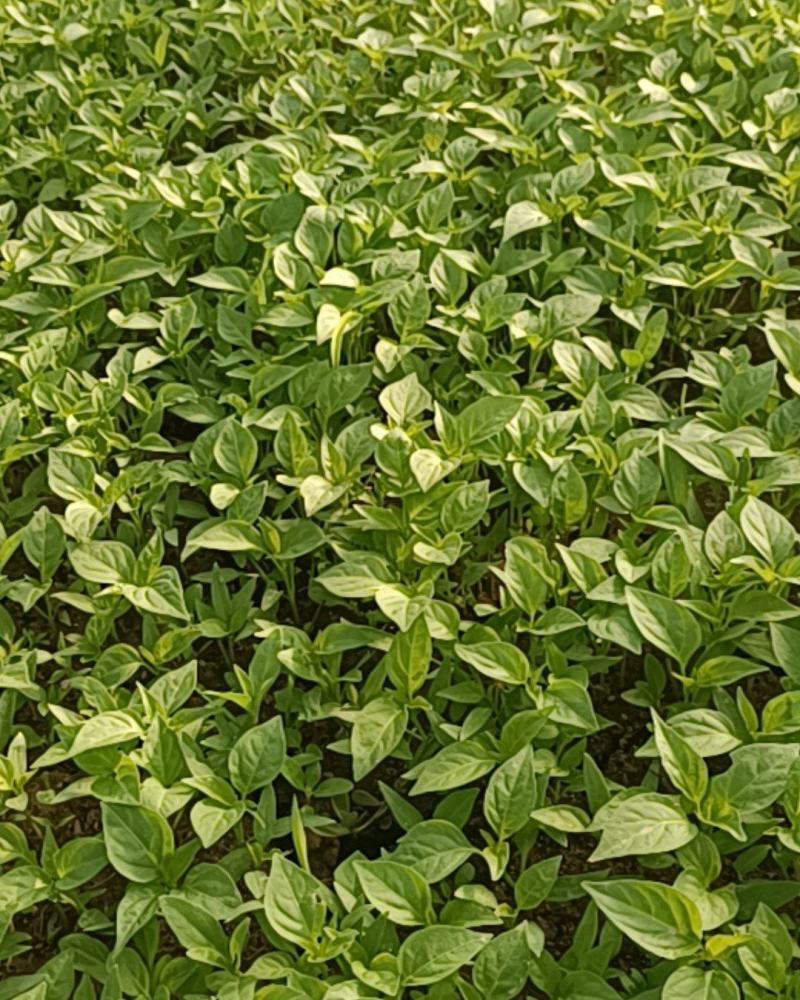 山东椒朵红杂交辣椒苗果大高产抗病分枝多茎杆粗壮