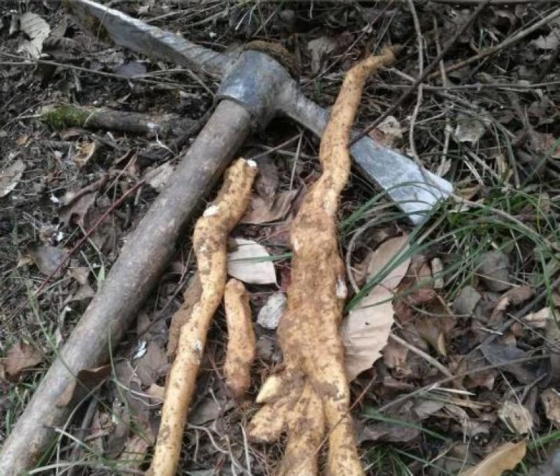 正宗野生山药新鲜 正宗野山药怀淮山药 山药