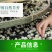 【一件代发】2022新茶茉莉花茶叶茉莉花茶多规格茶园
