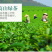 【一件代发】2022新茶茉莉花茶叶茉莉花茶多规格茶园