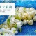 【一件代发】2022新茶茉莉花茶叶茉莉花茶多规格茶园