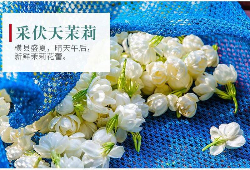 【一件代发】2022新茶茉莉花茶叶茉莉花茶多规格茶园